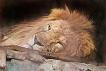 lion
