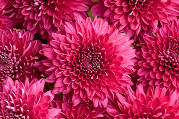 chrysanthemum