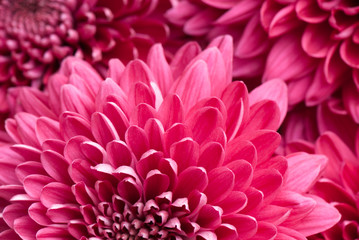 chrysanthemum