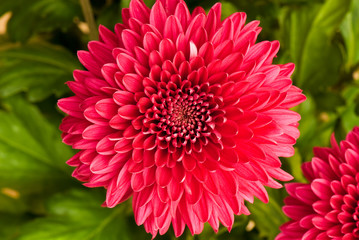 chrysanthemum