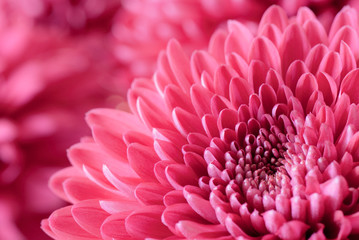 chrysanthemum
