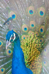 Peacock