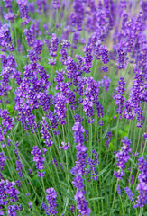 Obraz premium lavender