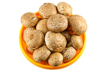 champignons on white background