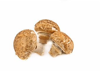 champignons on white background