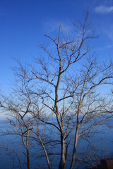 arbre et ciel bleu