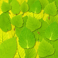 Fresh spring leaves isolated on white