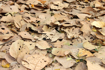 Falling leaves background