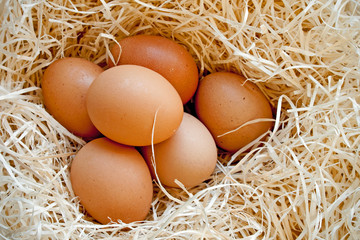 Six heg eggs