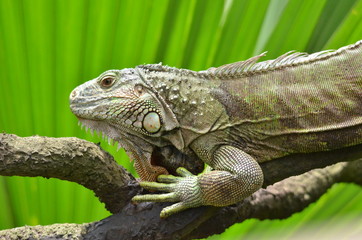 Iguana on a tree branch