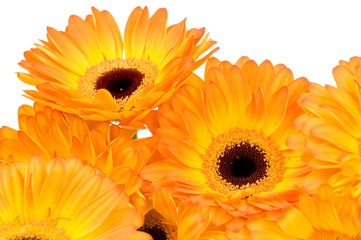 gerbera flowers