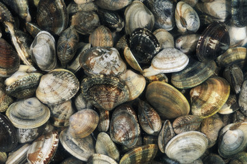 アサリの砂抜き