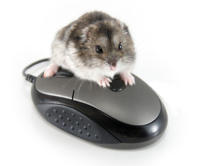 My mouse!