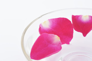 水に浮かぶ花びら