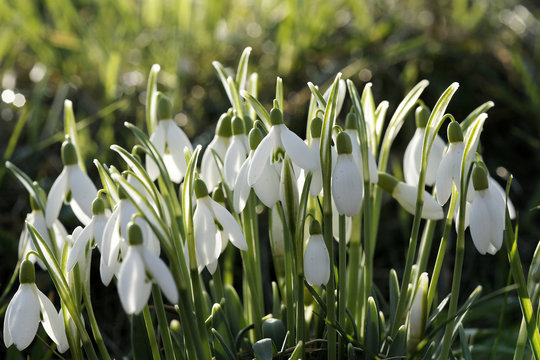 perce neige