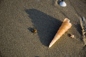 shell in dark sand