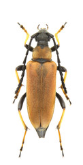 Stictoleptura rubra