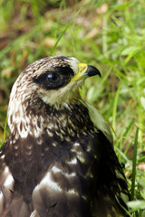 Honey-buzzard hiding in grass