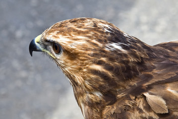 Falcon