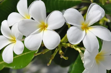 Abwaschbare Fototapete Frangipani Plumeria Blüten weiß