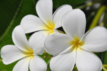 Obraz na płótnie Canvas Plumeria Blüten weiß