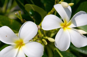 Fototapeta na wymiar Plumeria Blüten weiß