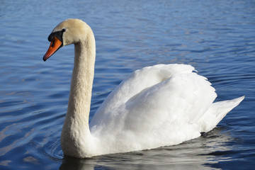 Höckerschwan