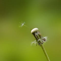 Dandelion seed