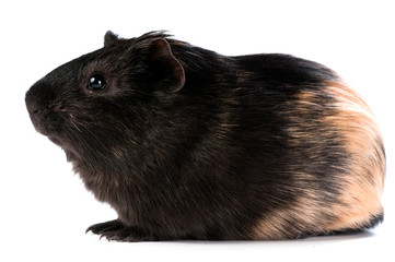 brown cavy on white background