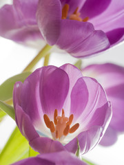 Obraz na płótnie Canvas Beautiful purple tulips