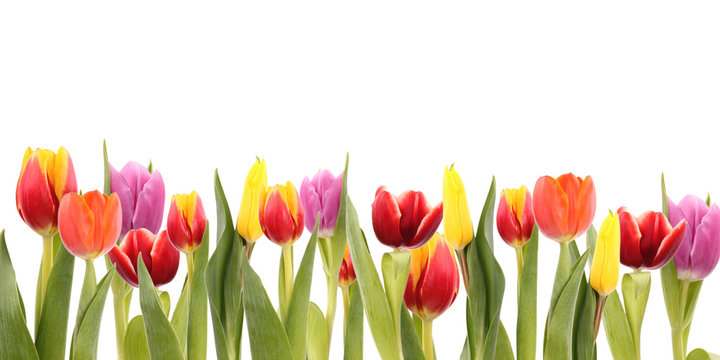 TUlips field, isolated on white background