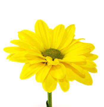 Fototapeta yellow flowers