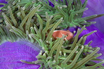 Skunk anemonefish in his colorful host sea anemone.