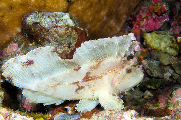 Leaf fish camouflaged on rocks.