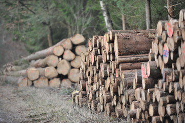 Geerntetes Holz wird im Wald zum Abtransport bereitgelegt
