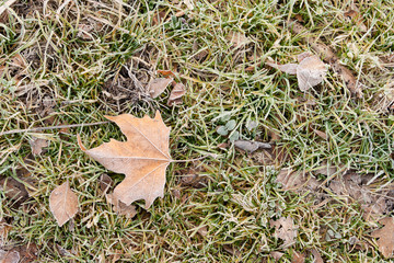 dry leaf