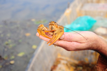 lobster on hand