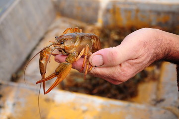 lobster on hand