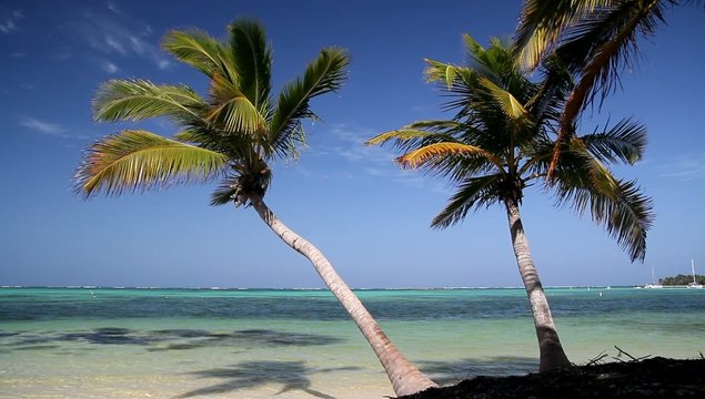 Coconut palms on tropical beach