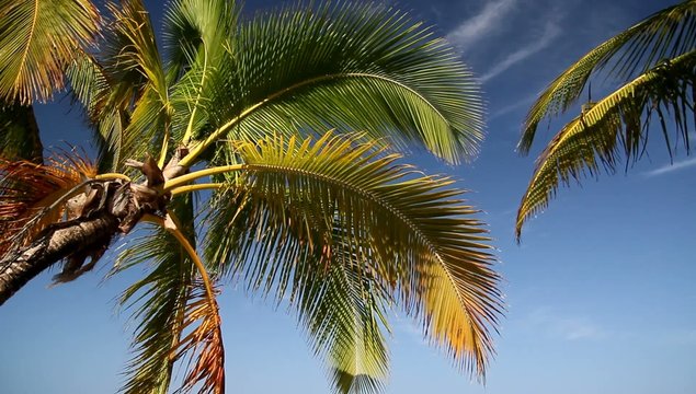 Palm crones on sky scape