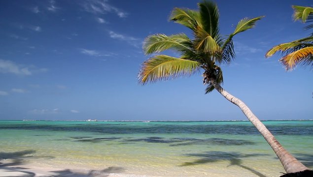 Palms on caribbean sea
