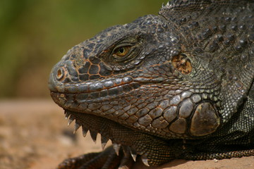Iguane