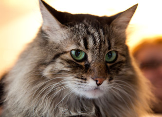 Portrait of a cat do at home