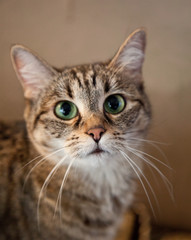 Portrait of a cat do at home