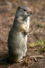 Chien de Prairie Assis