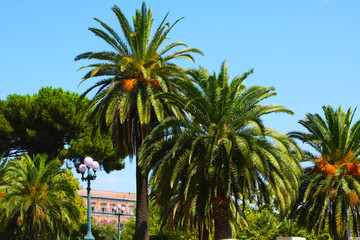Fototapeta na wymiar Palms in italian city Naples