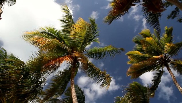 Palms, crones, sky scape