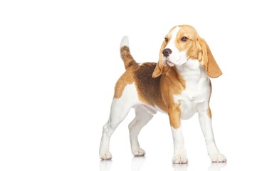 Beagle puppy isolated on white background