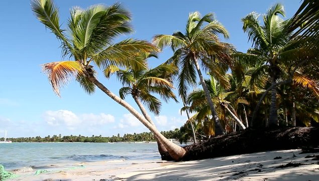 Caribbean beach with palms