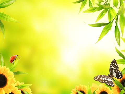 Green leaves at sunny day